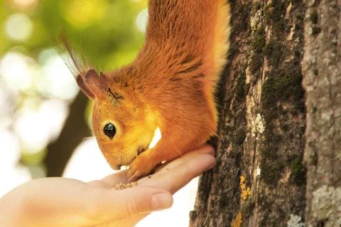 Sciurus. Rodent. The squirrel eats nuts from a hand. Beautiful red squirrel i Stock Photos