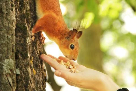 Sciurus. Rodent. The squirrel eats nuts from a hand. Beautiful red squirrel i Stock Photos