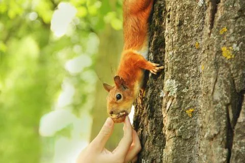 Sciurus. Rodent. The squirrel eats nuts from a hand. Beautiful red squirrel i Stock Photos