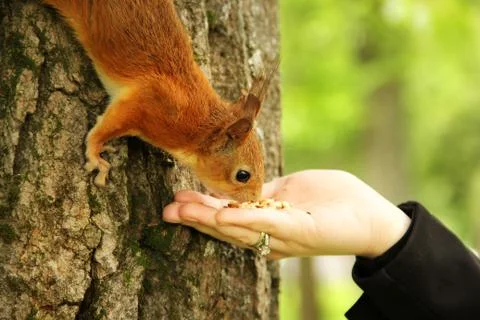 Sciurus. Rodent. The squirrel eats nuts from a hand. Beautiful red squirrel i Foto stock