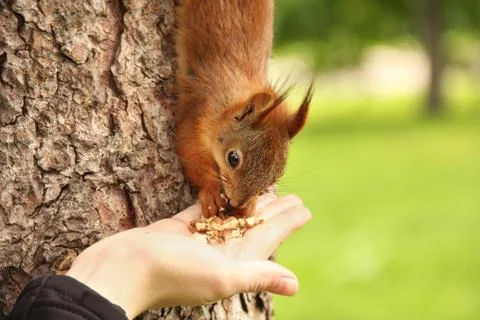 Sciurus. Rodent. The squirrel eats nuts from a hand. Beautiful red squirrel i Stock Photos