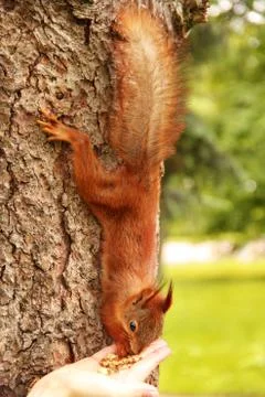 Sciurus. Rodent. The squirrel eats nuts from a hand. Beautiful red squirrel i Stock Photos