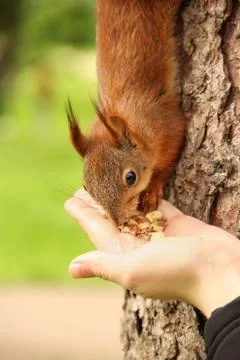 Sciurus. Rodent. The squirrel eats nuts from a hand. Beautiful red squirrel i Stock Photos