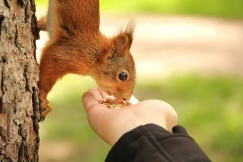 Sciurus. Rodent. The squirrel eats nuts from a hand. Beautiful red squirrel i Stock Photos