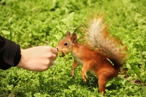 Sciurus. Rodent. The squirrel eats nuts from a hand. Beautiful red squirrel i Stock Photos