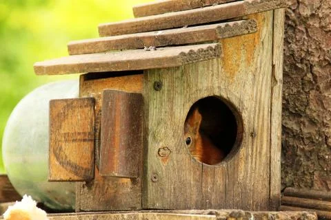 Sciurus. Rodent. A squirrel peeks out of a birdhouse. Beautiful red squirrel  Stock Photos