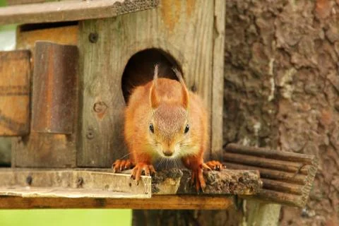 Sciurus. Rodent. A squirrel peeks out of a birdhouse. Beautiful red squirrel  Stock Photos
