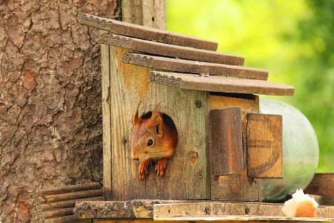 Sciurus. Rodent. A squirrel peeks out of a birdhouse. Beautiful red squirrel  Stock Photos
