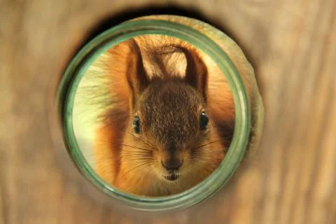 Sciurus. Rodent. A squirrel peeks out of a birdhouse. Beautiful red squirrel  Stock Photos