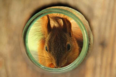 Sciurus. Rodent. A squirrel peeks out of a birdhouse. Beautiful red squirrel  Stock Photos