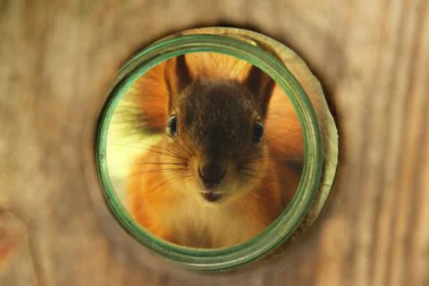 Sciurus. Rodent. A squirrel peeks out of a birdhouse. Beautiful red squirrel  Stock Photos