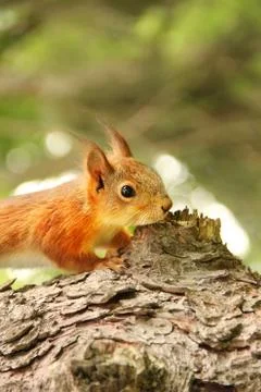 Sciurus. Rodent. The squirrel sits on a tree. Beautiful red squirrel in the p Stock Photos