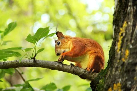 Sciurus. Rodent. The squirrel sits on a tree and eats. Beautiful red squirrel Stock Photos