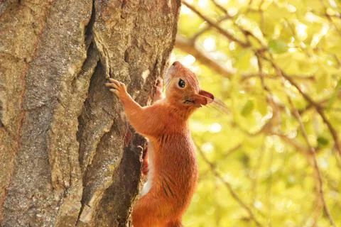 Sciurus. Rodent. The squirrel sits on a tree. Beautiful red squirrel in the p Stock Photos