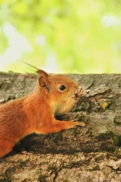 Sciurus. Rodent. The squirrel sits on a tree. Beautiful red squirrel in the p Stock Photos