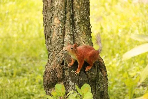 Sciurus. Rodent. The squirrel sits on a tree. Beautiful red squirrel in the p Stock Photos