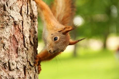 Sciurus. Rodent. The squirrel sits on a tree. Beautiful red squirrel in the p Stock Photos