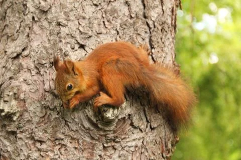Sciurus. Rodent. The squirrel sits on a tree and eats. Beautiful red squirrel Stock Photos
