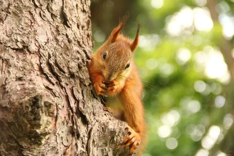 Sciurus. Rodent. The squirrel sits on a tree and eats. Beautiful red squirrel Stock Photos