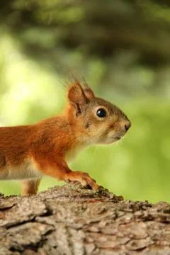 Sciurus. Rodent. The squirrel sits on a tree. Beautiful red squirrel in the p Stock Photos