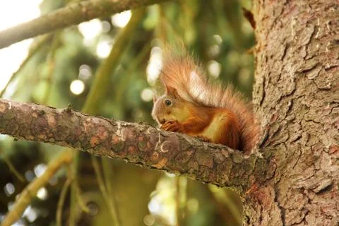 Sciurus. Rodent. The squirrel sits on a tree and eats. Beautiful red squirrel Stock Photos