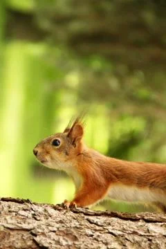 Sciurus. Rodent. The squirrel sits on a tree. Beautiful red squirrel in the p Fotos de archivo