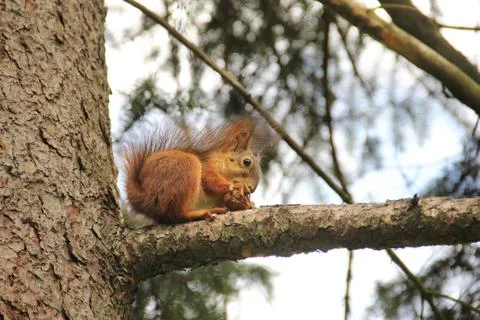Sciurus. Rodent. The squirrel sits on a tree and eats. Beautiful red squirrel Stock Photos