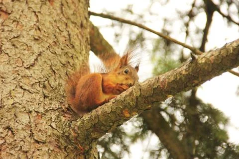 Sciurus. Rodent. The squirrel sits on a tree and eats. Beautiful red squirrel Stock Photos