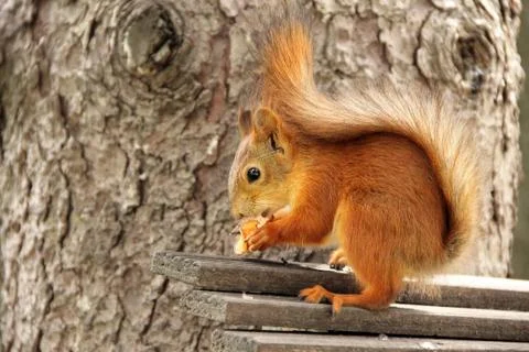 Sciurus. Rodent. The squirrel sits on a tree and eats. Beautiful red squirrel Foto stock