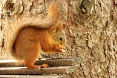 Sciurus. Rodent. The squirrel sits on a tree and eats. Beautiful red squirrel Foto stock