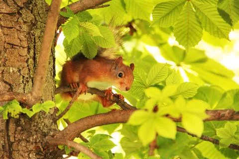 Sciurus. Rodent. A squirrel is sitting on a tree. Beautiful red squirrel in t Stock Photos