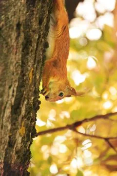 Sciurus. Rodent. The squirrel on a tree and eats. Beautiful red squirrel in t Stock Photos