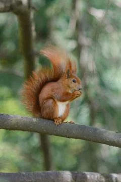 Sciurus. The squirrel sits on a tree and eats. Stock Photos