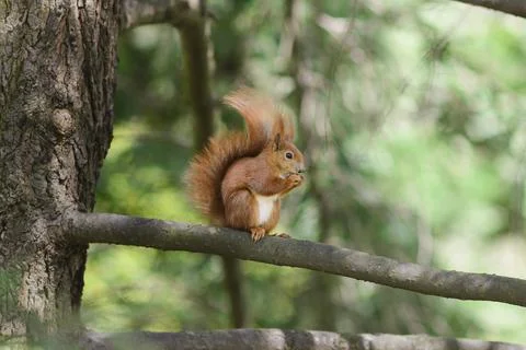 Sciurus. The squirrel sits on a tree and eats. Stock Photos