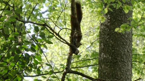 Sciurus vulgaris climbs down a tree branch head first. Stock Footage 154394526