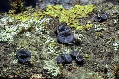 The Sclerencoelia fascicularis is an inedible mushroom Stock Photos