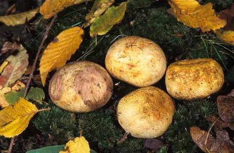 SCLERODERME COMMUN scleroderma citrinum Stock Photos