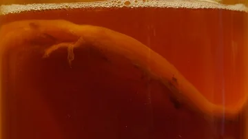 SCOBY BEING ADDED TO BREW JAR Stock Footage 85872384