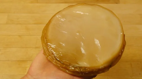 SCOBY IN HAND Stock Footage 85872208