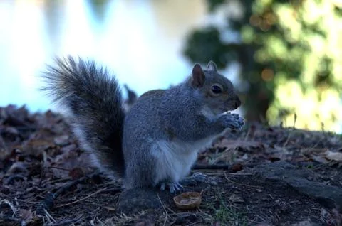 Scoiattolo e noce Stock Photos