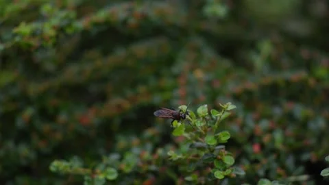 Scolia wasp sits Stock Footage 130843561