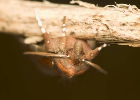 Scoliopteryx libatrix Stock Photos