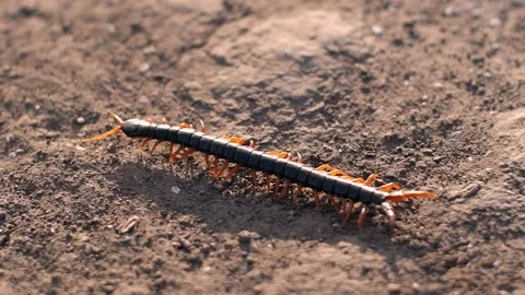 Scolopendra centipede in the wild Vídeo Stock 147271575