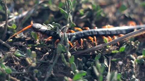 Scolopendra centipede in the wild Vídeo Stock 147271617