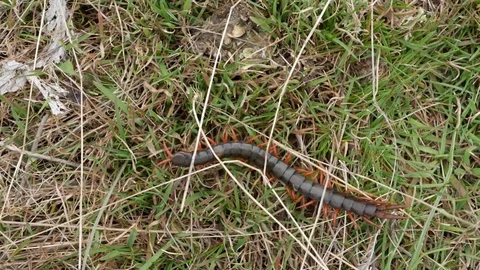 Scolopendra crawls on the young grass. Stock Footage 73980305