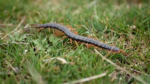 Scolopendra crawls on the young grass. Stock Footage 73980479