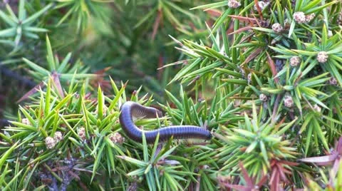 Scolopendra Stock Footage 18190206