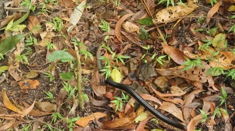 Scolopendra Stock Footage 22105326