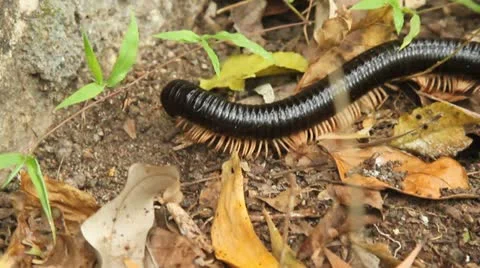Scolopendra Stock Footage 22105456