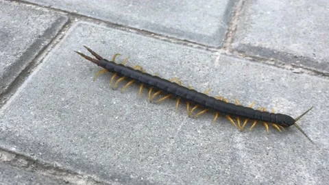Scolopendra Stock Footage 133050622